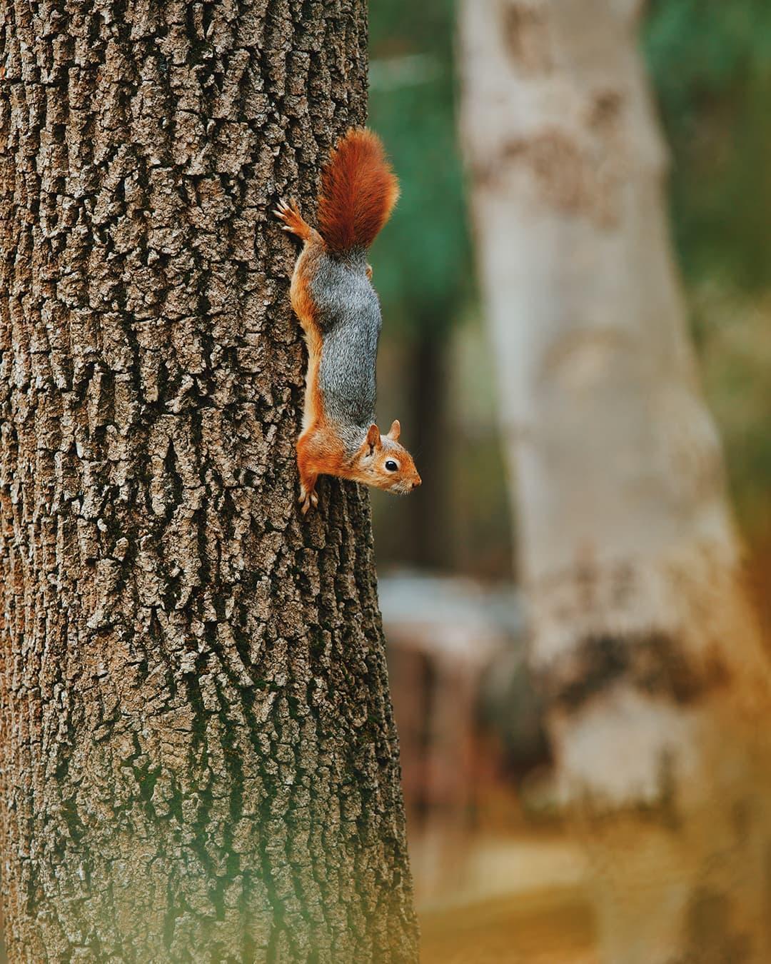 D:/BaiduNetdiskDownload/图片/İstanbul_Belgrad_Forest_Squirrel.jpgİstanbul_Belgrad_Forest_Squirrel