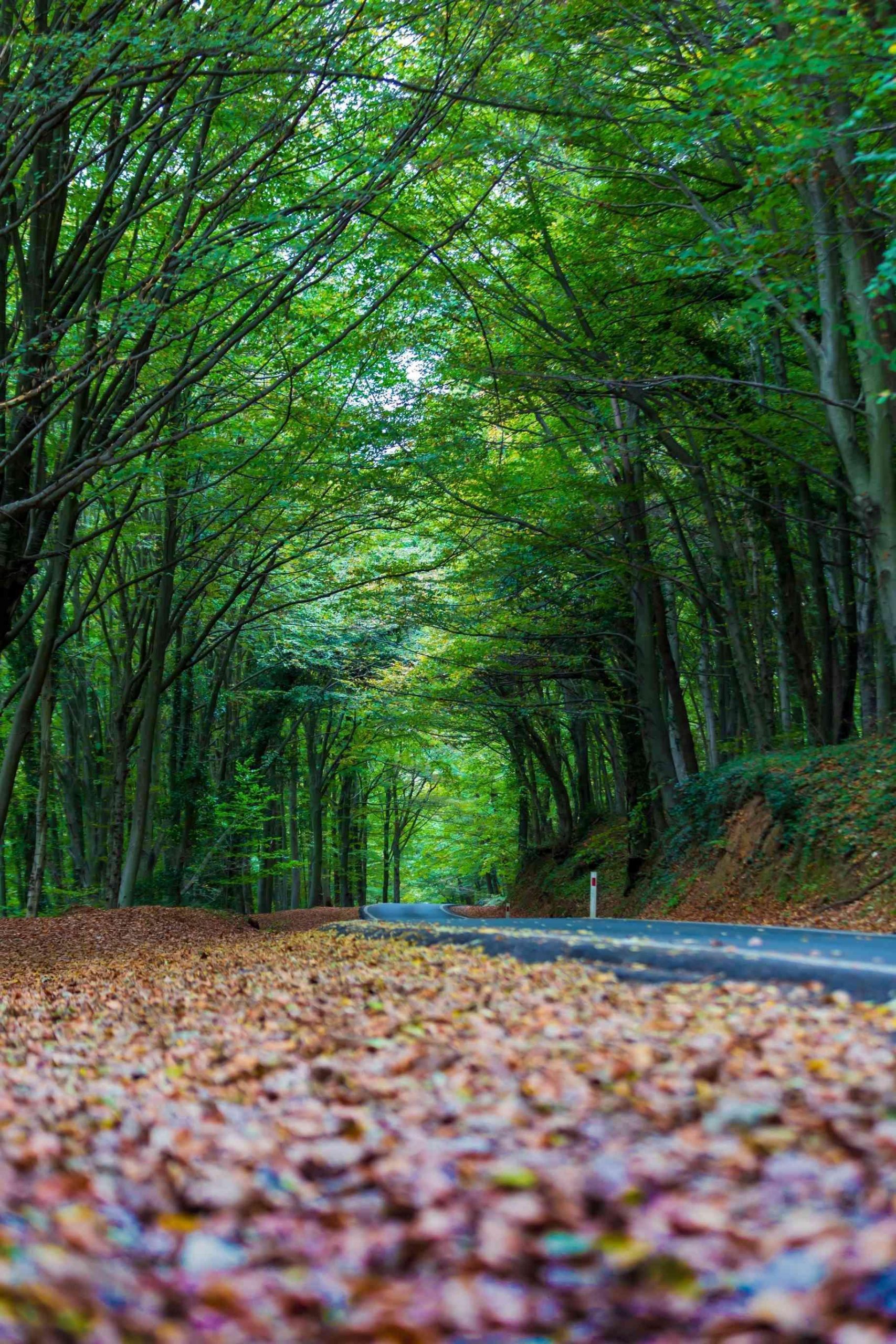 D:/BaiduNetdiskDownload/图片/İstanbul_Belgrad_Forest_1.jpgİstanbul_Belgrad_Forest_1