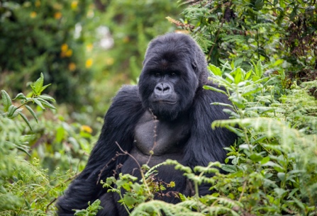 A gorilla sitting in the bushes
AI-generated content may be incorrect.